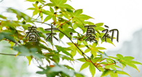 【艾灸養(yǎng)生】春末夏初：上熱下寒癥狀，補不如疏通淤堵，試試艾灸吧！